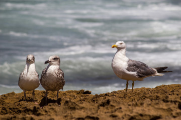 Sea Gulls close up Sea gulls in a rocky beach standing morning male and female geoland in morocco agadir