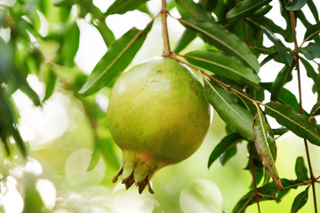 Pomegranate in the garden very to eat.