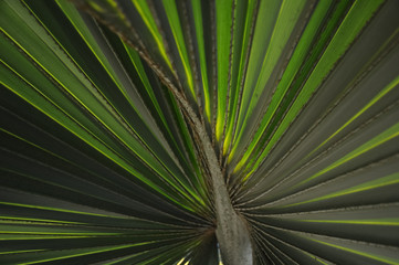 green leaf of a palm tree,like a bird