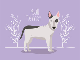 cute bull terrier dog pet character