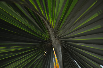 Obraz premium palm tree leaf