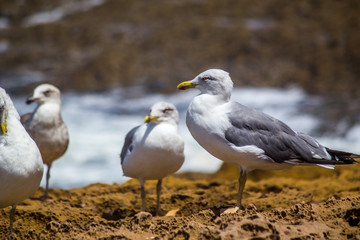 Sea Gulls close up Sea gulls in a rocky beach standing morning male and female geoland in morocco agadir