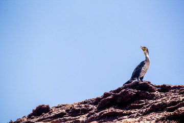Bright portrait image in warm colors of a Phalacrocorax carbo (great cormorant, great black cormorant, black cormorant, large cormorant, black shag) standing on the beach
