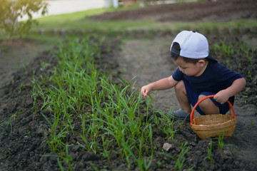 Naklejka na ściany i meble little asian boy hold basket harvesting in vegetable garden. 