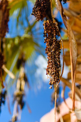 Ripe fruits of trachycarpus palm tree