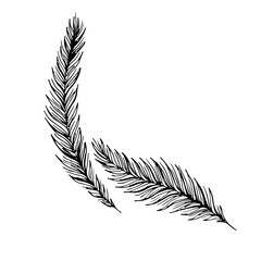 Fototapeta premium Black tropical leaves on white background. Silhouette palm leaves. Vector graphic illustration. Hand drawn style illustration. Tropical plant silhouette