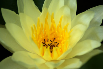 Ants on Water Lily