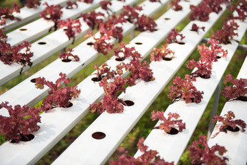 Red oak leaf lettuce in the Hydroponics Vegetable Farm.Hydroponic vegetable planting in greenhouse at Thailand.