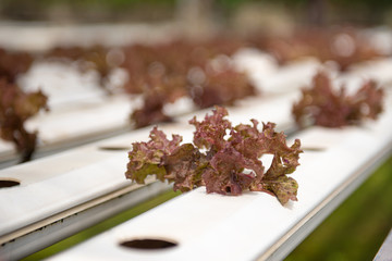 Red oak leaf lettuce in the Hydroponics Vegetable Farm.Hydroponic vegetable planting in greenhouse at Thailand.