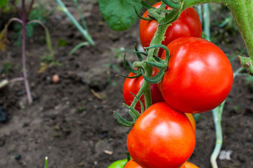 delicious and red tomatoes natural