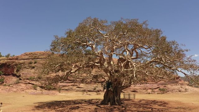 Rotating drone shot of beautiful old tree in rural landscape in Tigray region in Ethiopia