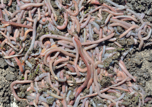 Earthworms 2