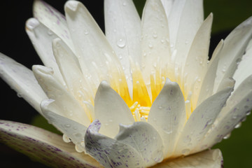 White lotus with yellow pollen macro view,Close up beautiful white lotus.
