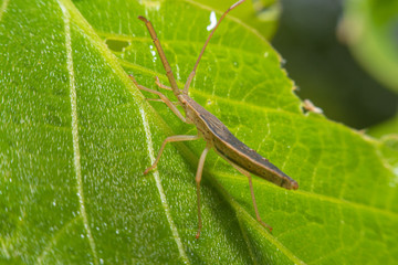 Close up view of the Tenodera Pinapavonis macro view.