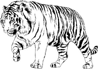 Fototapeta na wymiar big tiger painted with ink by hand on a white background logo predator