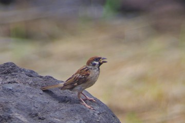sparrow on rock
