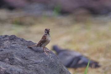 sparrow on rock