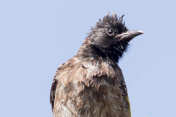 Hungry baby Magpie waiting for mother