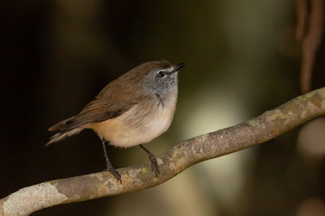 Brown Gerygone in Australia