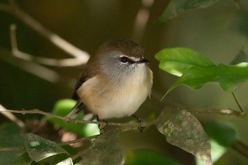 Brown Gerygone in Australia