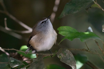 Brown Gerygone in Australia
