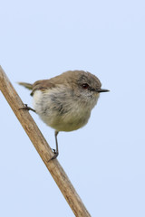 Grey Warbler Endemic to New Zealand