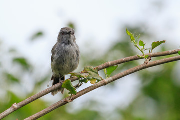 Grey Warbler Endemic to New Zealand