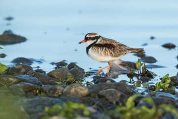 Black Fronted Dotterel in Australasia