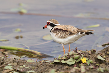 Black Fronted Dotterel in Australasia