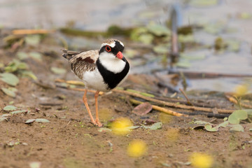 Black Fronted Dotterel in Australasia