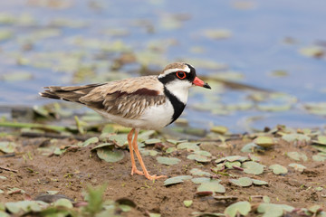 Black Fronted Dotterel in Australasia