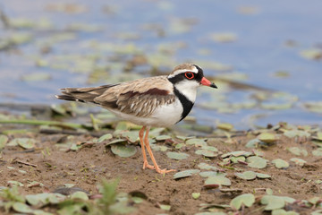 Black Fronted Dotterel in Australasia