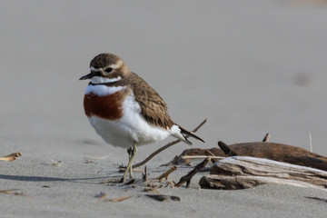 Double Banded Dotterel in New Zealand