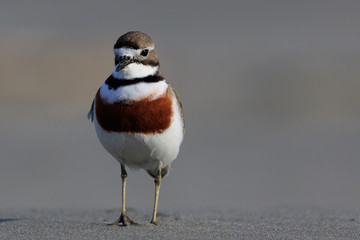 Double Banded Dotterel in New Zealand