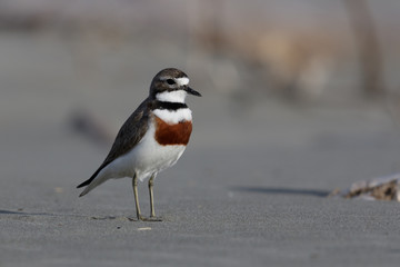 Double Banded Dotterel in New Zealand