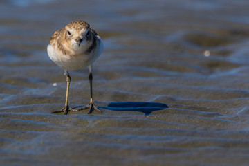 Double Banded Dotterel in New Zealand