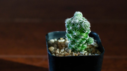 little cactus in the black plastic pot - 285383908