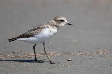 Double Banded Dotterel in New Zealand
