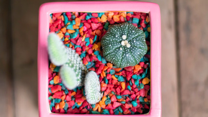little cactus with colorful pebbles in the pink ceramic pot - 285383919
