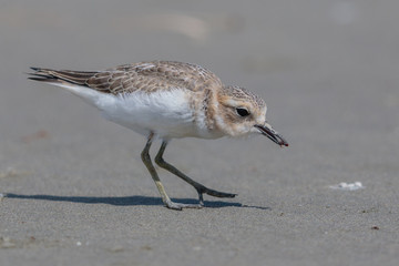 Double Banded Dotterel in New Zealand