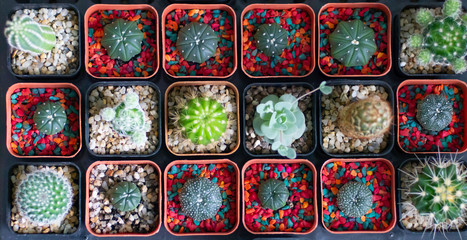 colorful cactus collection in the pot - 285383925