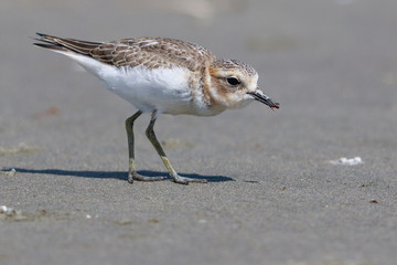 Double Banded Dotterel in New Zealand