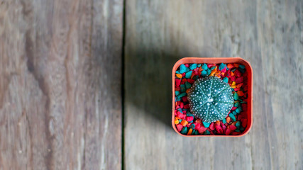 top view of round cactus with colorful pebbles in the pot on the wood background - 285383954
