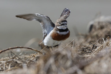 Double Banded Dotterel in New Zealand