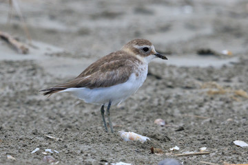 Double Banded Dotterel in New Zealand