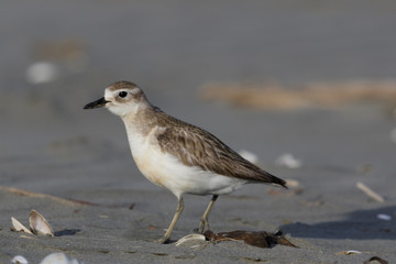 New Zealand Endemic Dotterel
