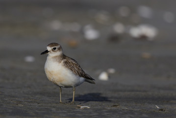 New Zealand Endemic Dotterel
