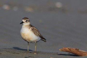 New Zealand Endemic Dotterel