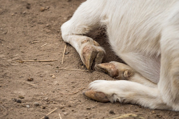 close up  of the hoofs on a white goat on brown dirt ground