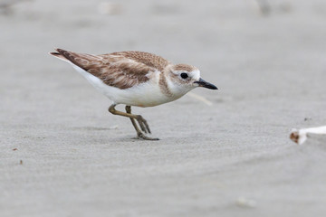 New Zealand Endemic Dotterel